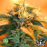 AlphaKronik Genes Seeds Sin City Line American Kush